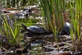 Ile Bizard creatures